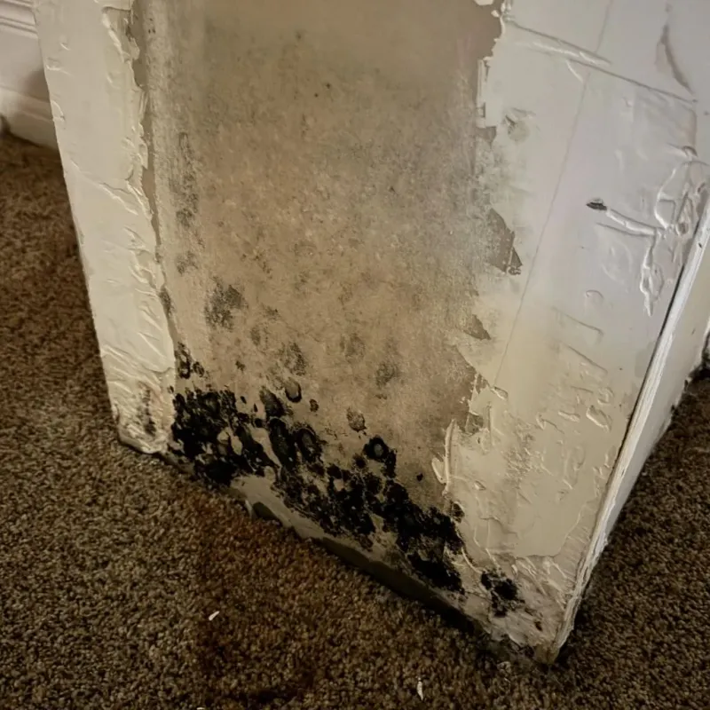Professional Mold Removal in Benton County, MN